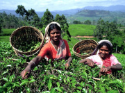 Sri Lanka -  les plantations de thé